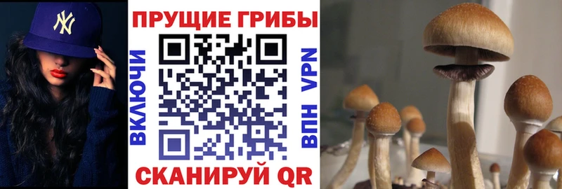 продажа наркотиков  Кущёвская  Псилоцибиновые грибы мухоморы 